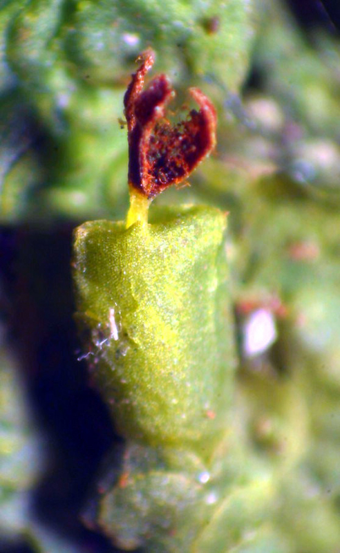 Radula complanata